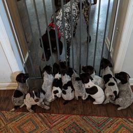 German Shorthaired Pointer All Grown Up from Fenton River GSP