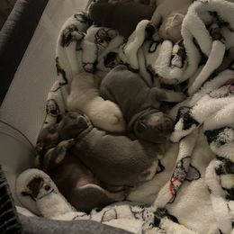 French Bulldog Puppies from Langiappe Frenchies