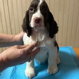 Cory - Liver and white male English Springer Spaniel puppy in Thompson, Connecticut from Chivalry English Springer Spaniels