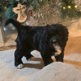 Graham - Black and white male Bernedoodle puppy in Massanutten, Virginia from Doting Doodles