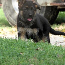 German Shepherd Puppies from Valiant Shepherds