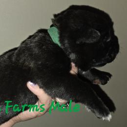 Boy 3 - male Cane Corso puppy in Yale, Michigan from Titan Farms