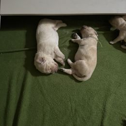 Boy 6 - male Golden Retriever puppy in Warrenton, Virginia from Four Lochs LLC