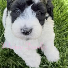 Percy Jackson - Black and white male Bernedoodle puppy in Omaha, Nebraska from Whimsy Doodles