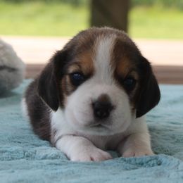 Peyton - Black tan and white male Beagle puppy in Morrill, Kansas from Kelle Beagles
