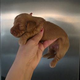 Chocolate ee Boy 1 - Red male Dachshund puppy in Austin, Colorado from Colorado Mini Dachshunds