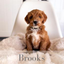 Brooks - Red  male Goldendoodle puppy in Melba, Idaho from KZ Doodles