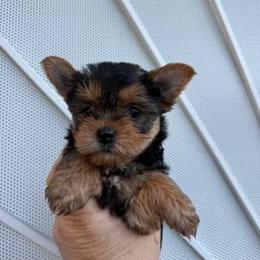 Boy 1 - Black and tan male Yorkshire Terrier puppy in Ceres, California from Mr.Yorkie