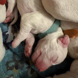 Valor - White and black male Dalmatian puppy in Des Moines, Iowa from Spot Splattered Dalmatians