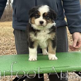 Girl 1 - Black tri-color female Australian Shepherd puppy in Lowell, Indiana from Bearfoot Aussies and Tollers