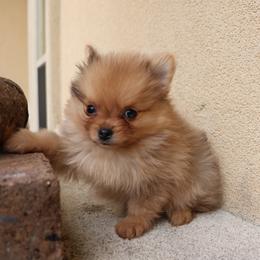 Gracie - Orange sable female Pomeranian puppy in Corpus Christi, Texas from Crown Rose Pomeranians