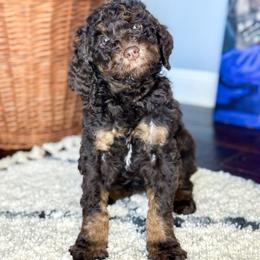 Girl 2 - Phantom Poodle puppy in Simpsonville, South Carolina from Home of Doodles