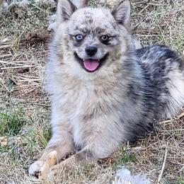 Huckleberry - Merle male Pomsky puppy in Gladstone, Virginia from Rustic Charms Miniature Huskys