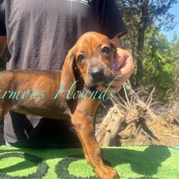 Teal collar - Red female Redbone Coonhound puppy in Mount Pleasant, Texas from Harmons Hounds