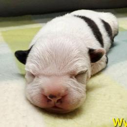 Wyatt - Brown brindle male American Staffordshire Terrier puppy in Clintwood, Virginia from SkyBlue Kennel