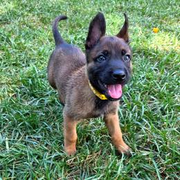 Bashful - Fawn male Belgian Malinois puppy in Signal Mountain, Tennessee from Torgun Police Dogs