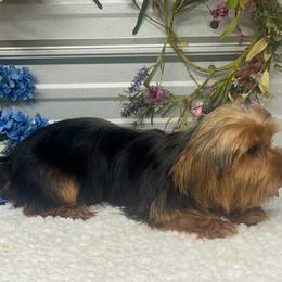 Kacee - Black and tan male Yorkshire Terrier puppy in Elgin, South Carolina from Silver Bells Paw Prints