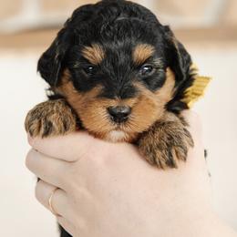 'Curry' Yellow Collar Male - Phantom male Bernedoodle puppy in Kamas, Utah from A + E Farms
