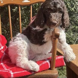 Pink Lady - Parti female Poodle puppy in Julian, California from Above the Pines Poodles