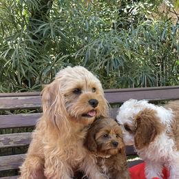 Cavalier King Charles Spaniel and Cavapoo Puppies from Larisa's Cavaliers