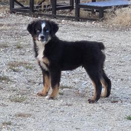 Diesel - Black tri male Toy Australian Shepherd puppy in Ionia, Iowa from Sapphire Stables