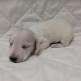 5 cream piebald - Piebald male Dachshund puppy in Central Point, Oregon from MRS Long Dog Ranch