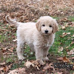 Kimber - Standard F1 - Cream female Goldendoodle puppy in Lebanon, Missouri from Knapp's Paw Prints