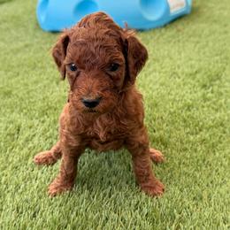 Toffee - Red  female Poodle puppy in Mount Vernon, Illinois from AMC Poodles