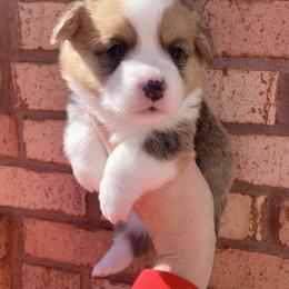 Winter - Red male Pembroke Welsh Corgi puppy in Cumming, Georgia from Carter’s Corgis LLC