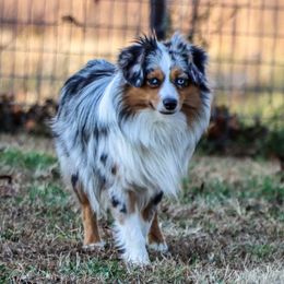 Drake - Toy Australian Shepherd