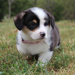 Pembroke Welsh Corgi Puppies from Fire Sweep Ranch