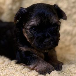 Pippa - Black and tan female Yorkshire Terrier puppy in Blackfoot, Idaho from Top Knot Yorkies of Idaho