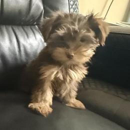 Penny AKC - Chocolate and tan female Yorkshire Terrier puppy in Labelle, Florida from Chocolate and Parti Yorkies in Florida