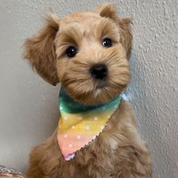 Red female - Wheaten female Miniature Schnauzer puppy in Mc Allen, Texas from True Love Schnauzers