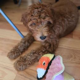Malibu - Red  female Goldendoodle puppy in Wooster, Ohio from Cynology Doodles