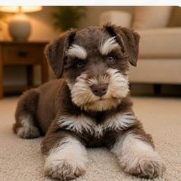 Cora - Miniature Schnauzer