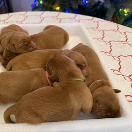 Golden Retriever puppies from Beach Cities Golden Retrievers