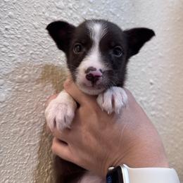 Australian Cattle Dog Puppies from Hangin R Kennels