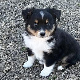 Tucker - Black tri male Miniature Australian Shepherd puppy in Howe, Oklahoma from Tonia Johnson's Toy and Miniature Australian Shepherds