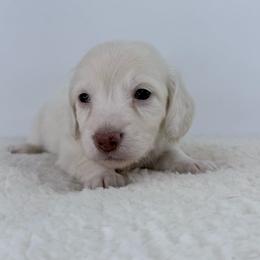 Elara - Cream female Dachshund puppy in Sonora, California from HEFFERNAN HOUNDS