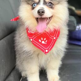 Sourdough - Black and white male Pomsky puppy in Centerville, Iowa from LJ Kennels Pomskies, LLC