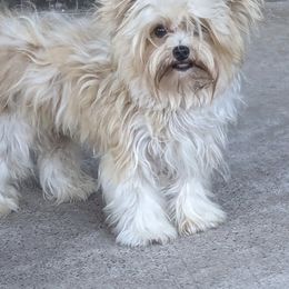 Yorkshire Terriers from Joe Sil's Yorkshire Terriers