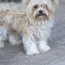Yorkshire Terriers from Joe Sil's Yorkshire Terriers