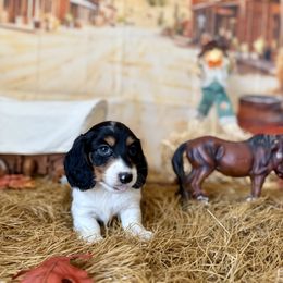 Dopey - Piebald male Dachshund puppy in Westport, Kentucky from Lonestar Creek Farm