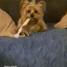 Holly - Yorkshire Terrier