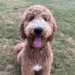 Goldendoodles from Reese River Goldendoodles