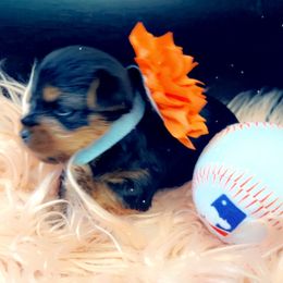 Yorkshire Terrier Puppies from Joy Riley's Yorkies