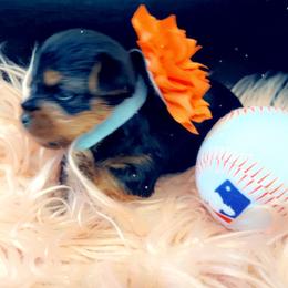 Yorkshire Terrier Puppies from Joy Riley's Yorkies