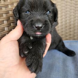 Heidi (blue) - Black female Newfoundland puppy in Bernville, Pennsylvania from Mufasa's Pride (Newfoundland breeder)