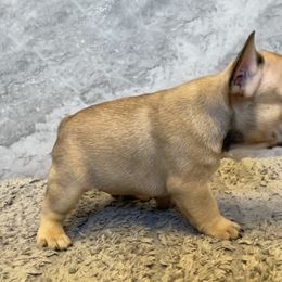 French Bulldog Puppies from Blue Lotus Frenchies